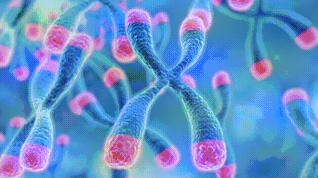 端粒长度在出生时就已注定，它直接决定了细胞的“寿命”。