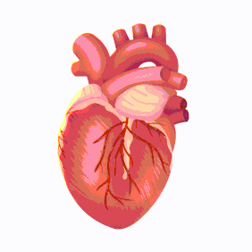 心跳越快，代谢越猛烈，也就导致寿命越短，这在动物界普遍成立。